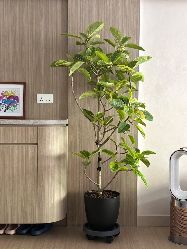 座地植物|Floor Plants
