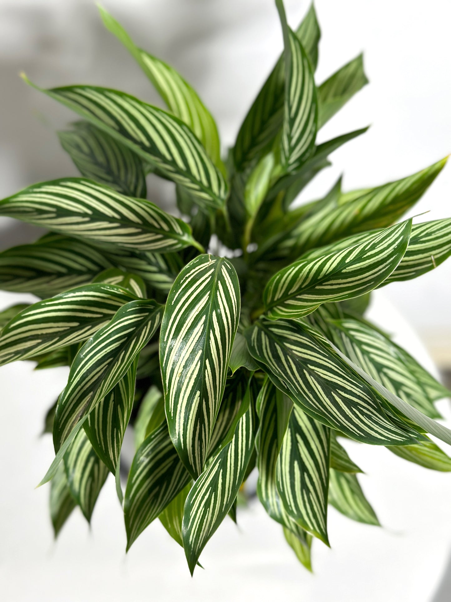 清紋竹芋 | Calathea elliptica ' Vittata '