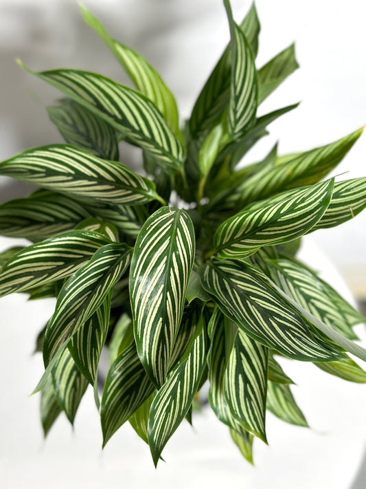 清紋竹芋 | Calathea elliptica ' Vittata '