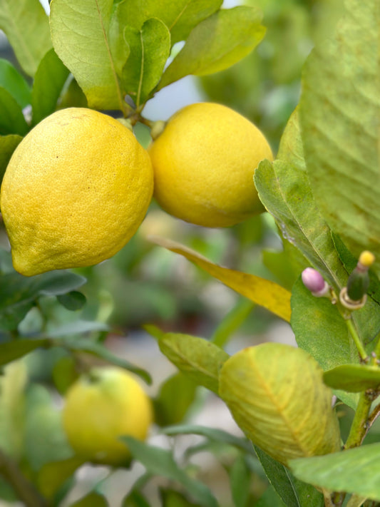 香水檸檬樹| Lemon Tree(Citrus Limon)