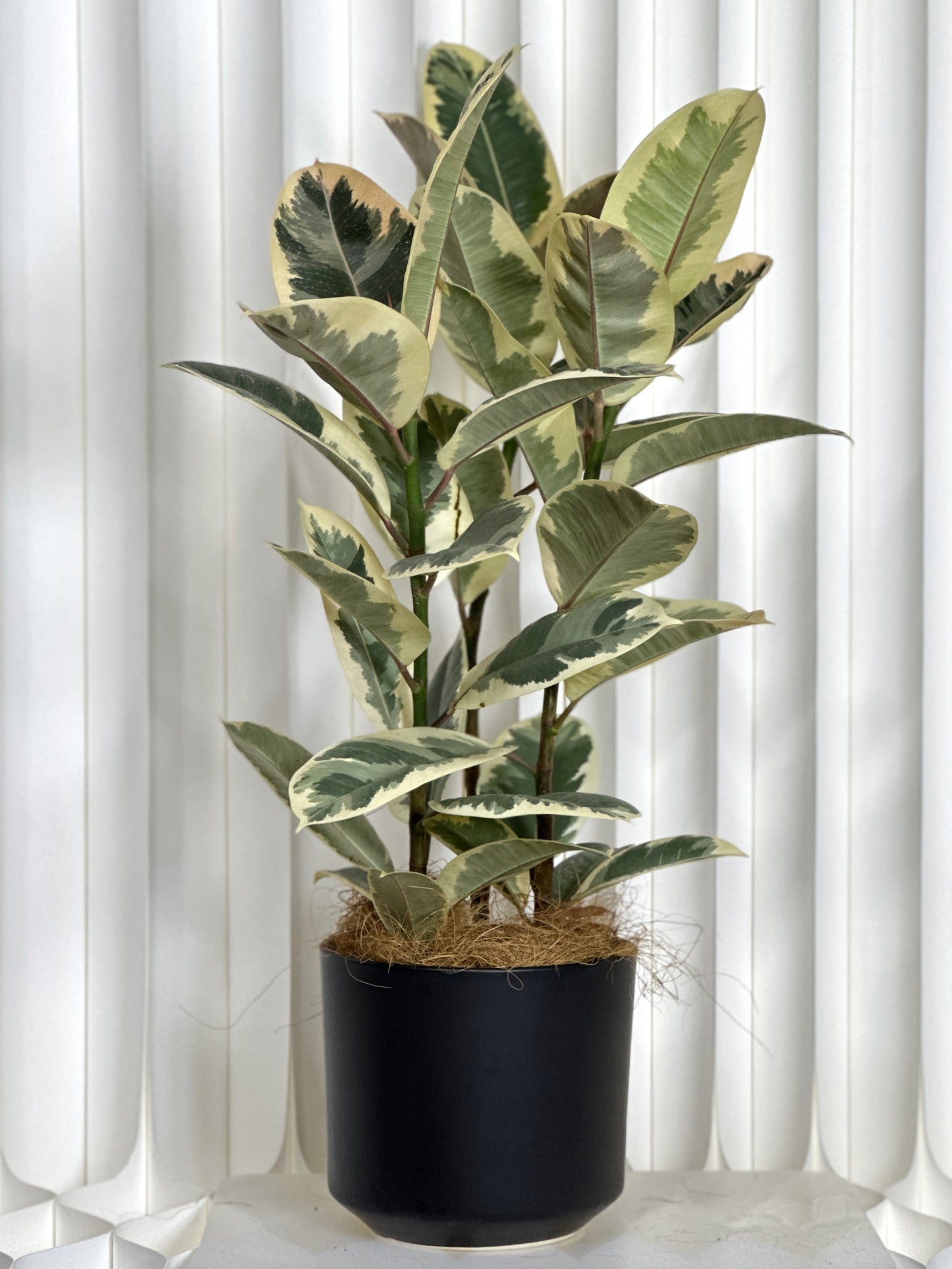 斑葉橡皮樹(中型)|Ficus Elastica Variegata