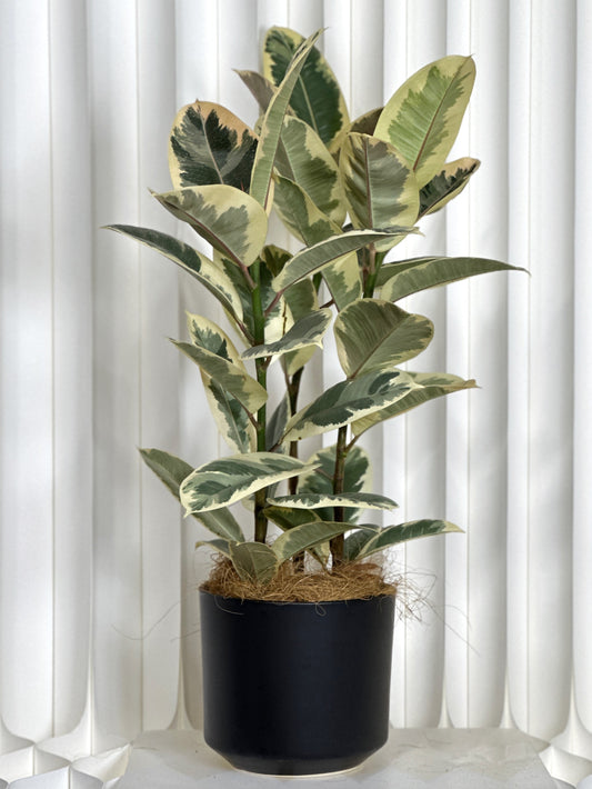 斑葉橡皮樹(中型)|Ficus Elastica Variegata