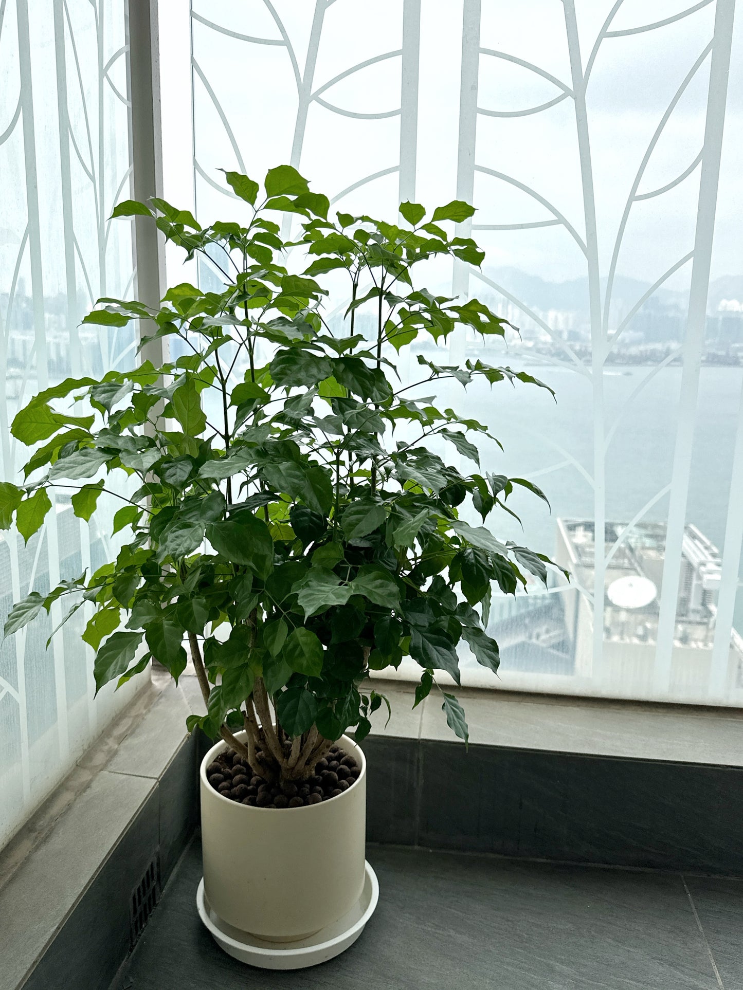 綠寶 | Radermachera hainanensis Merr