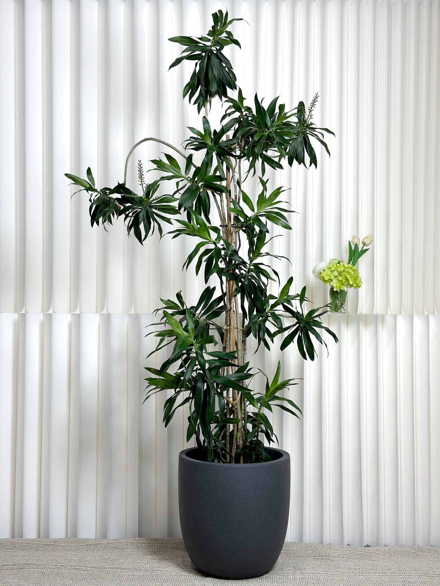 造型百合竹|Styled Dracaena Reflexa