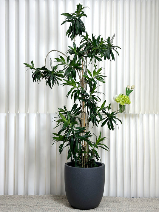 造型百合竹|Styled Dracaena Reflexa