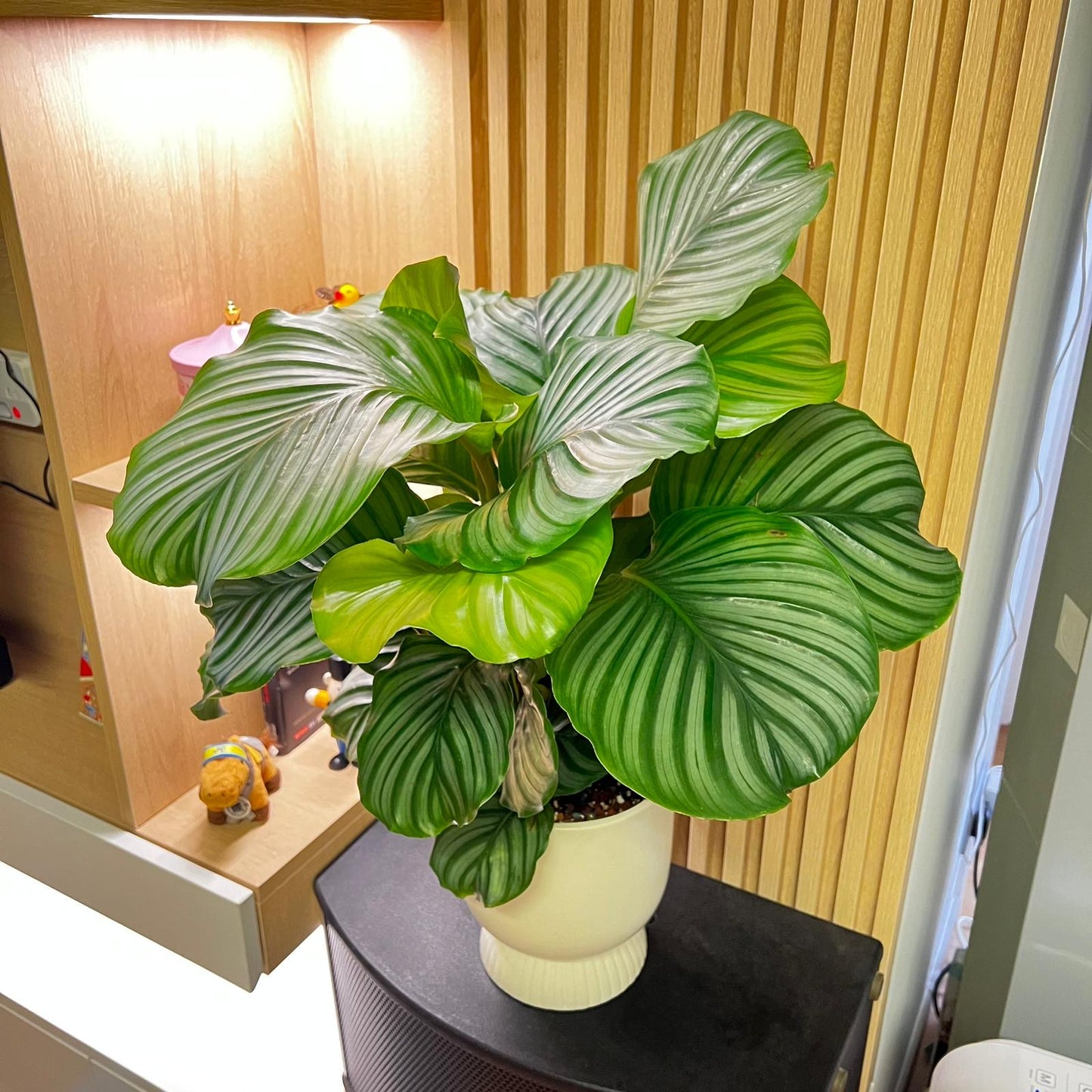 青蘋果竹芋(中型) | Calathea orbifolia