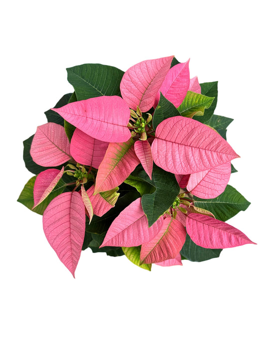 聖誕花|Poinsettia