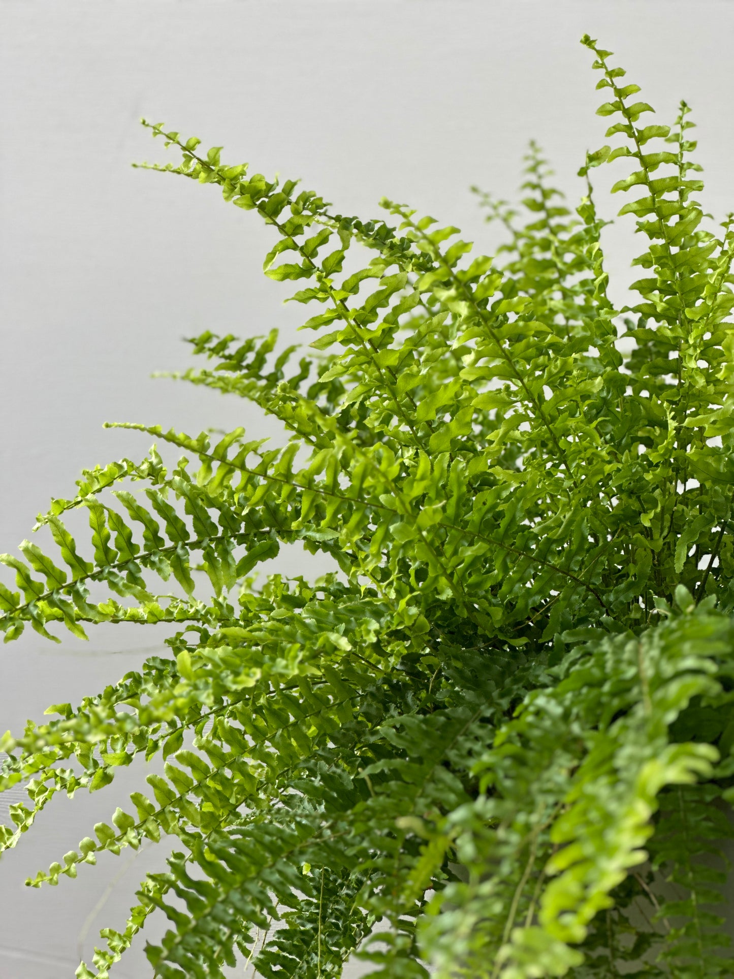 波士頓蕨 | Nephrolepis exaltata