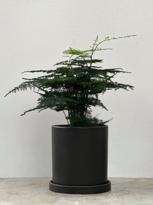 文竹 | Asparagus setaceus