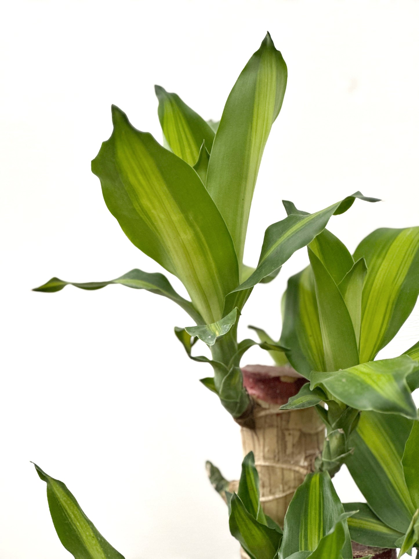 巴西鐵樹 | Dracaena fragrans (中型)