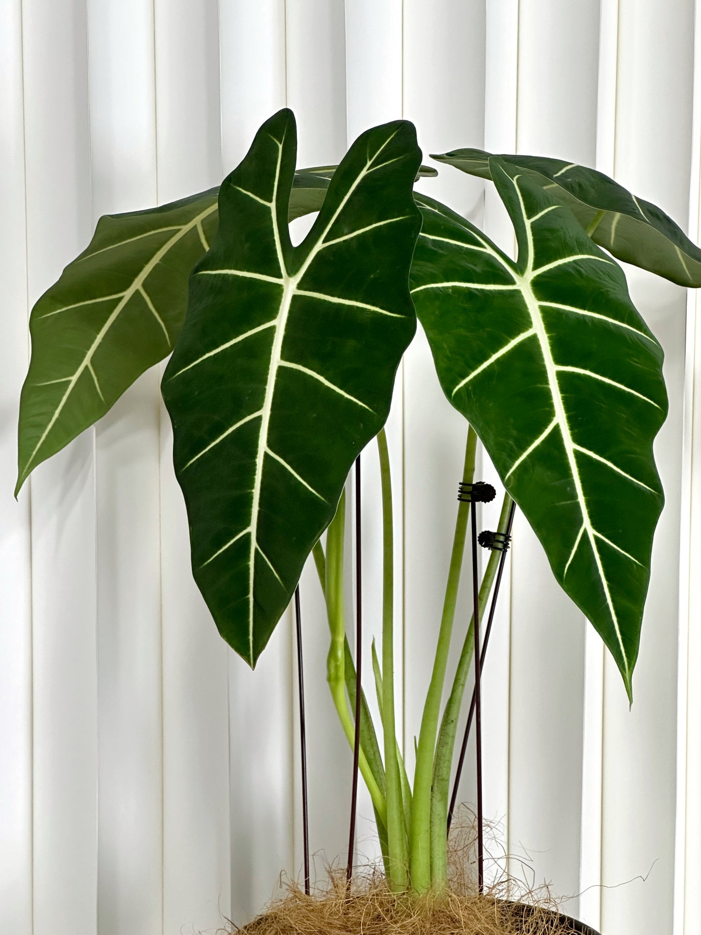 綠天鵝絨海芋(中型) | Aglaonema 'Green Velvet'