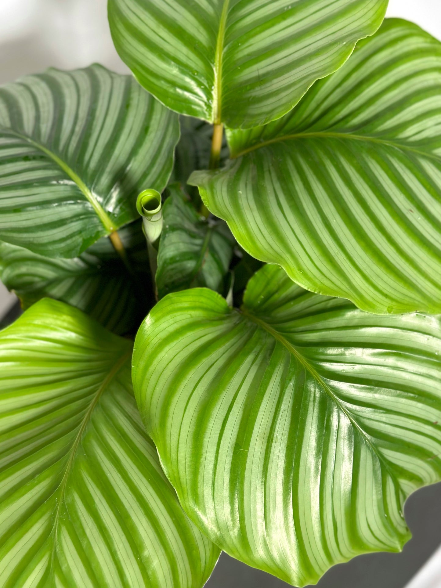 青蘋果竹芋(中型) | Calathea orbifolia