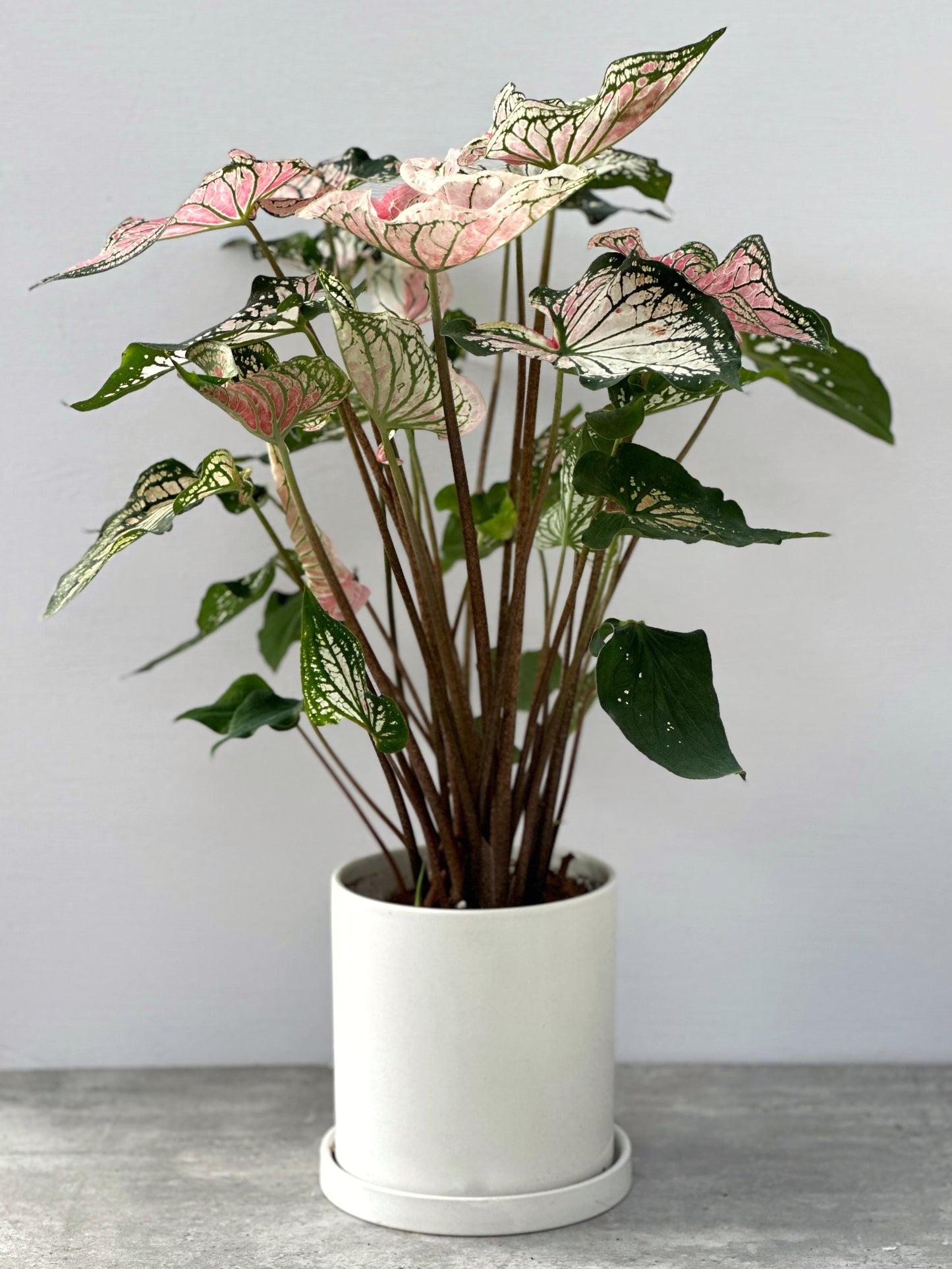 Caladium bicolor#1-Pink 'Lady god' | Caladium bicolor
