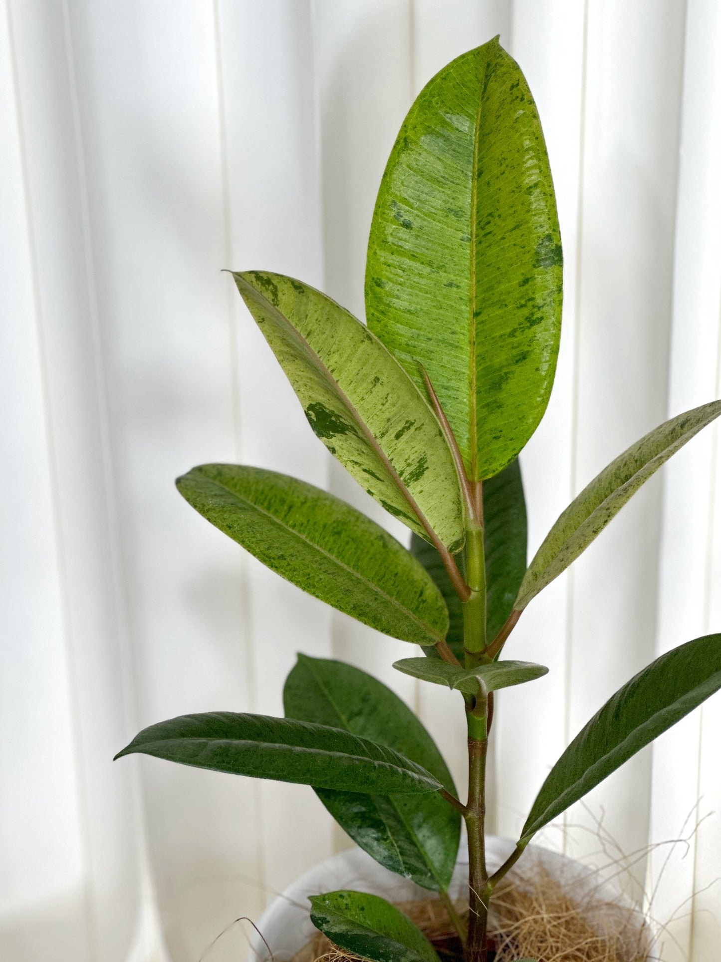 雀斑小姐橡皮樹|Ficus elastica ‘Shivereana’