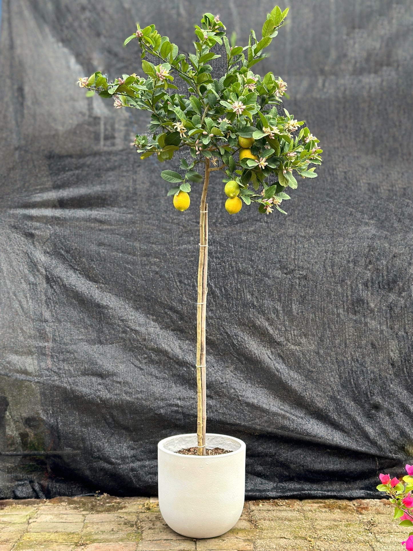 香水檸檬樹| Lemon Tree(Citrus Limon)