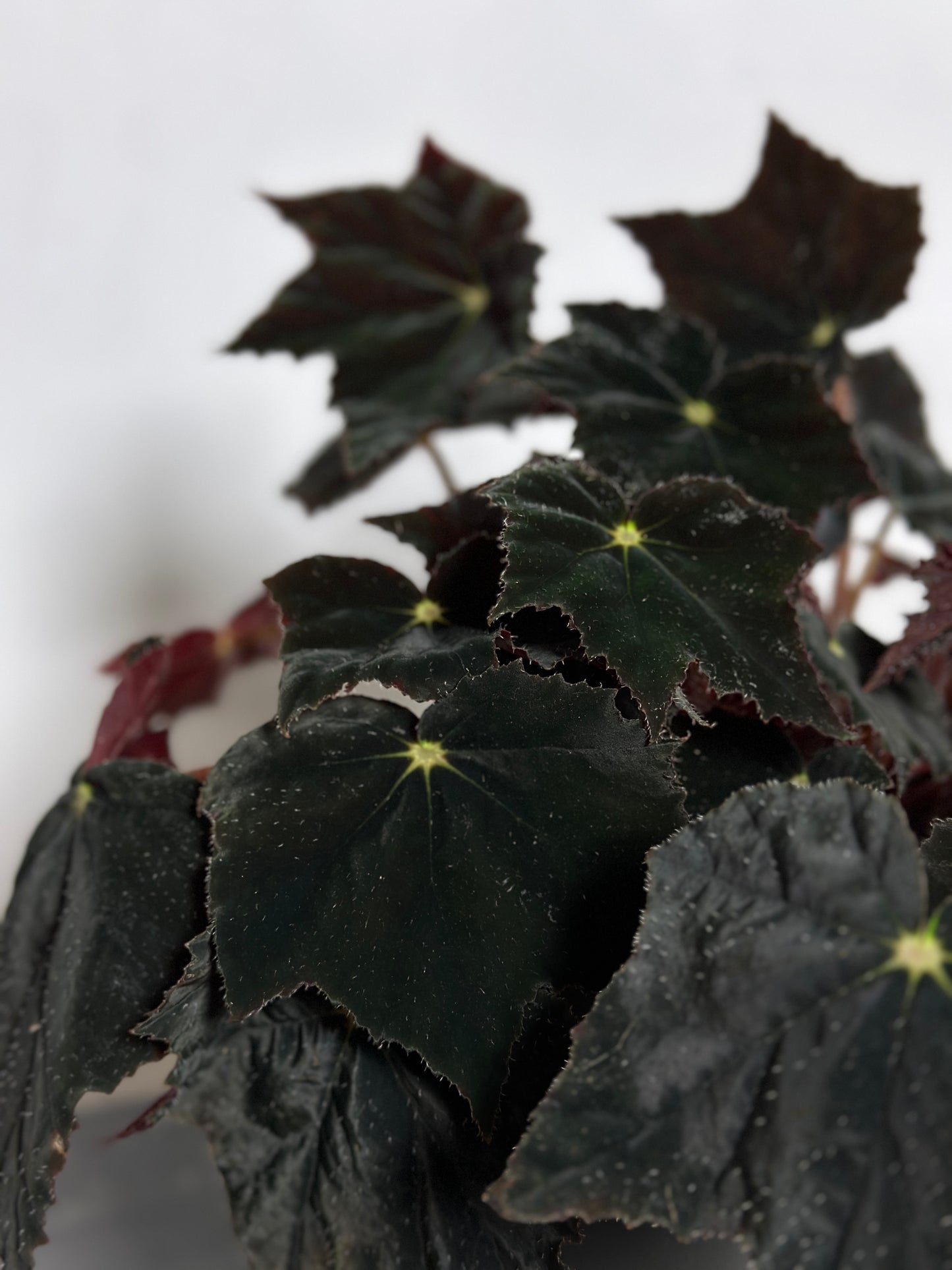 黑天鵝秋海棠 | Begonia 'Black Velvet'