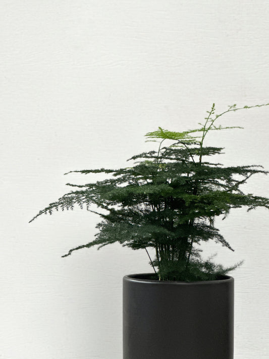 文竹 | Asparagus setaceus