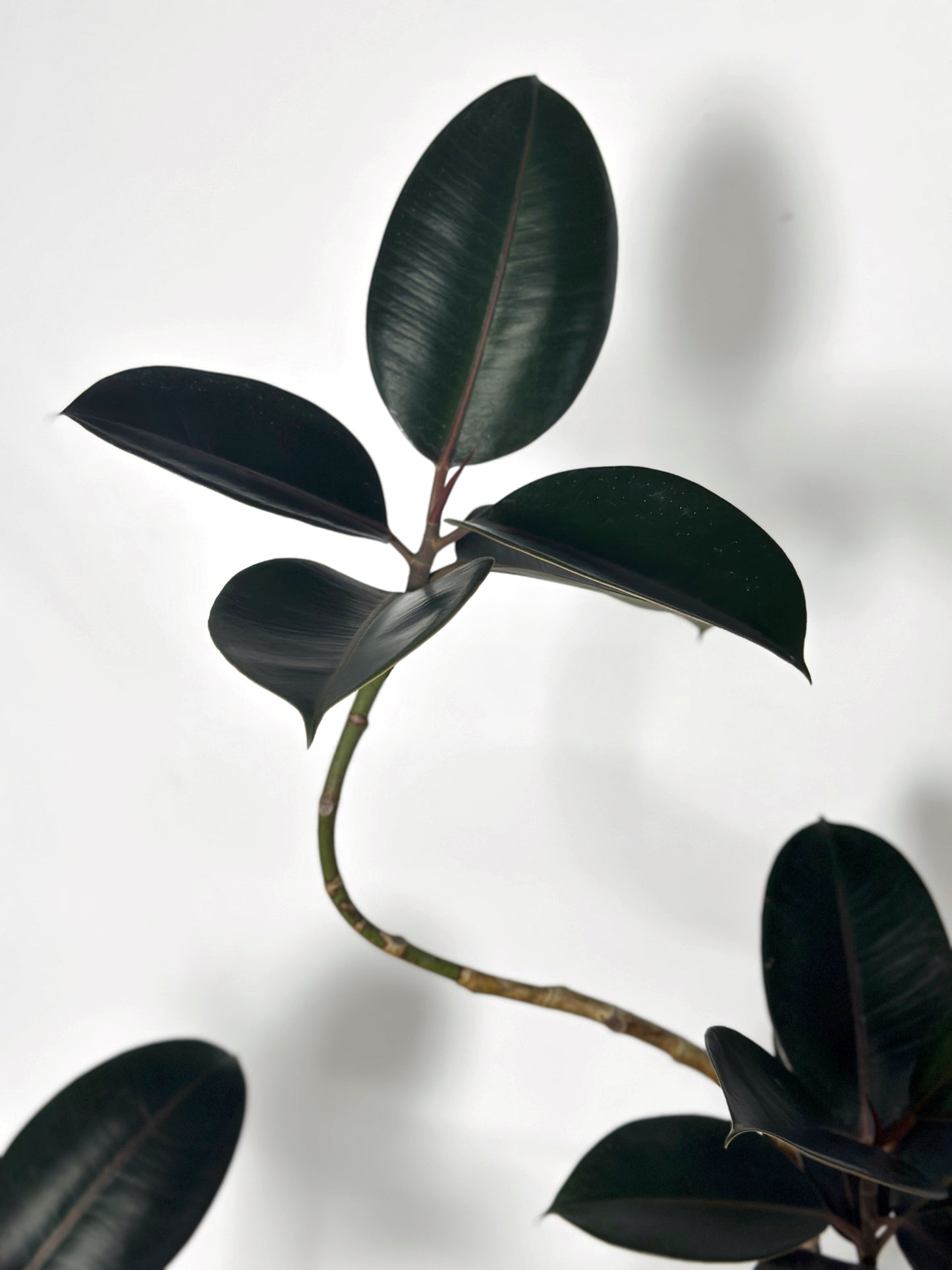 造型橡皮樹|Styled Ficus Elastica ‘Bungundy’