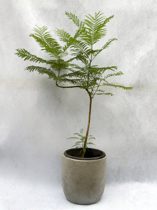 藍花楹 | Jacaranda mimosifolia