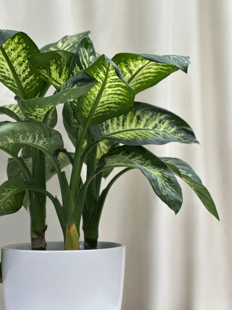 大皇萬年青 | Dieffenbachia Amoena