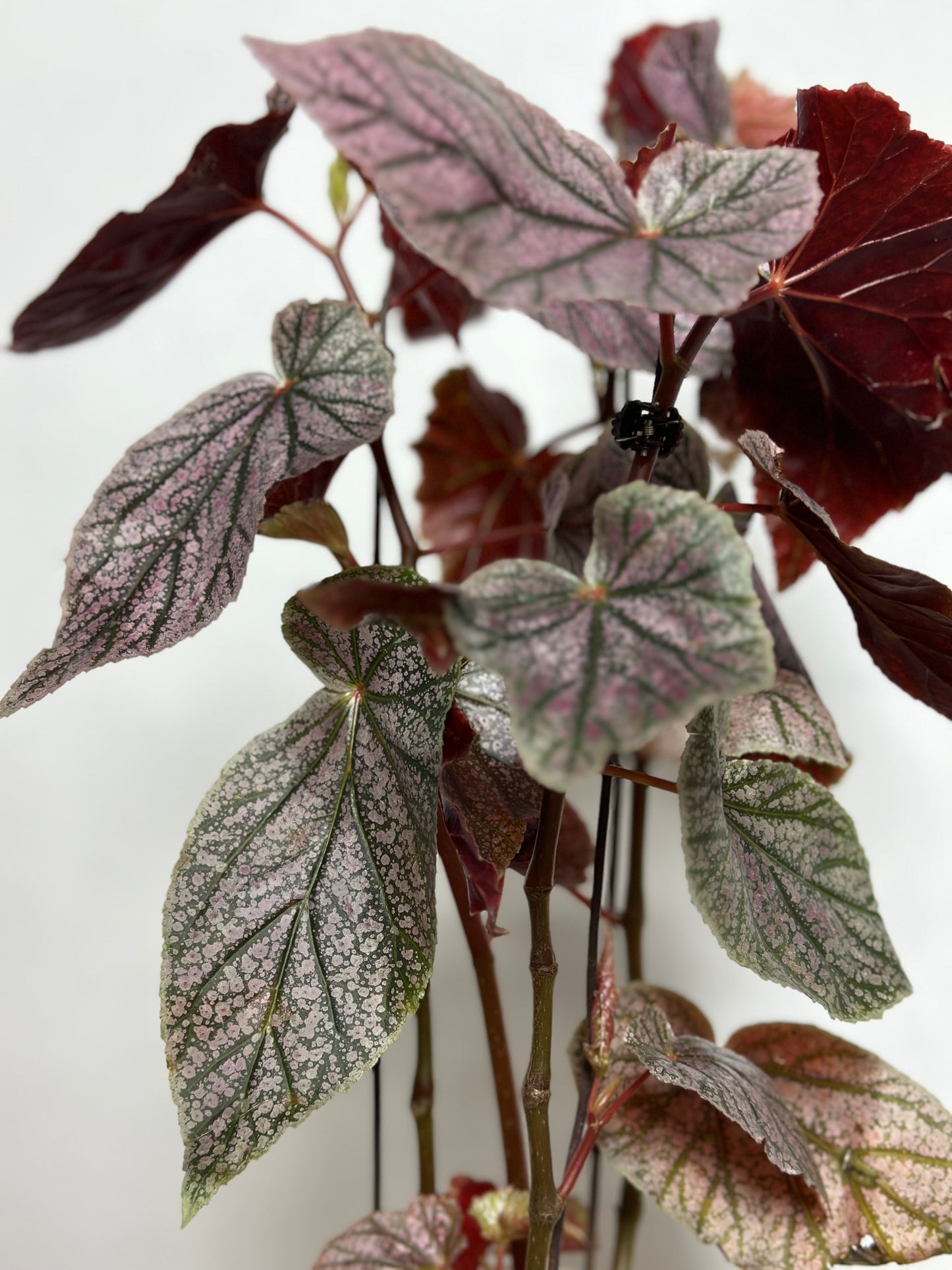 莫里斯秋海棠 | Begonia 'Maurice Amey'