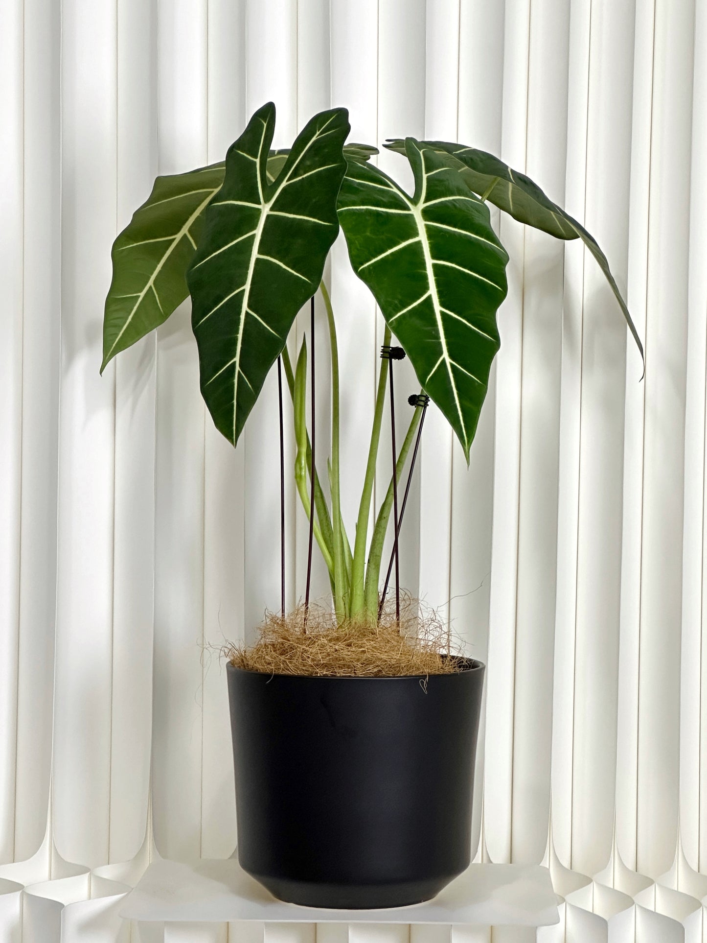 綠天鵝絨海芋(中型) | Aglaonema 'Green Velvet'