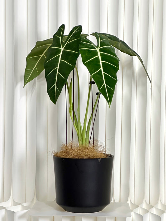 綠天鵝絨海芋(中型) | Aglaonema 'Green Velvet'
