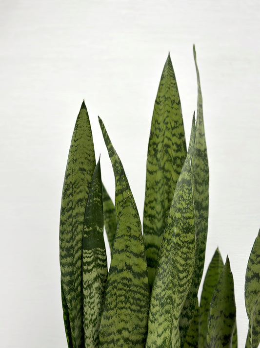 綠葉虎尾蘭(中型) | Sansevieria trifasciata(Green)