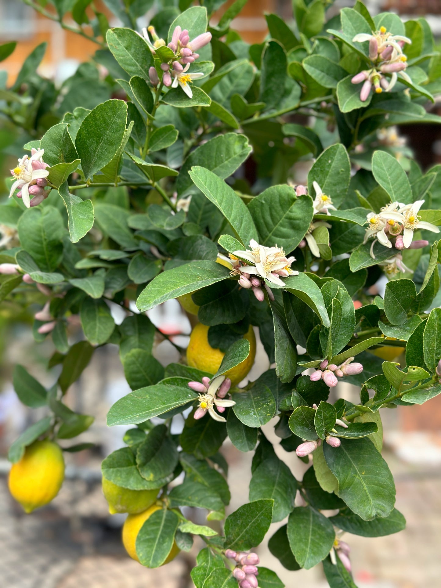 香水檸檬樹| Lemon Tree(Citrus Limon)