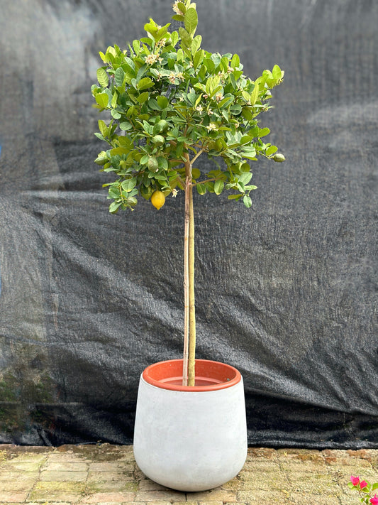 香水檸檬樹| Lemon Tree(Citrus Limon)