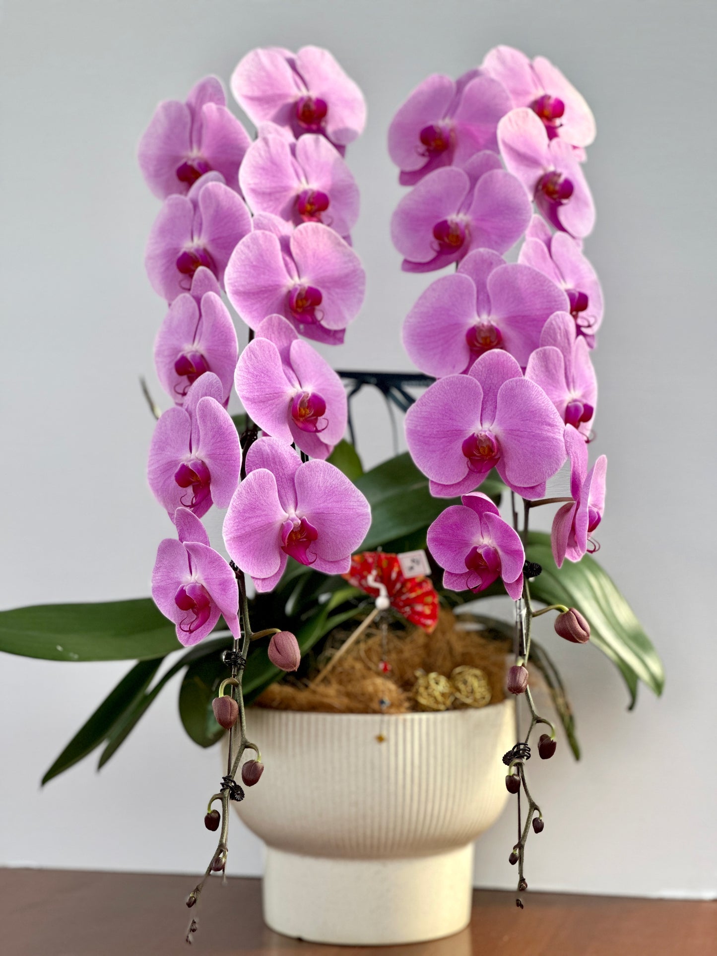 日本品種蝴蝶蘭(預購)