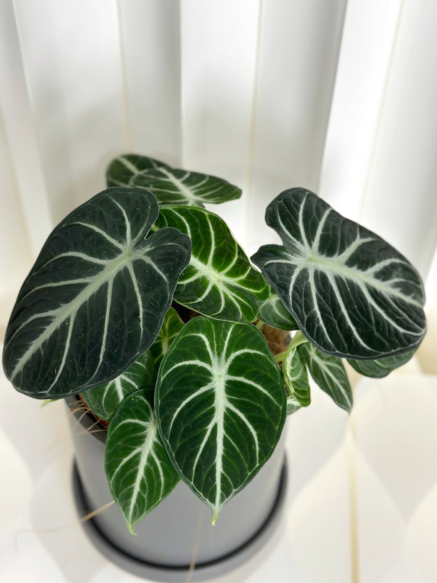 忍者海芋 | Alocasia 'Ninja'