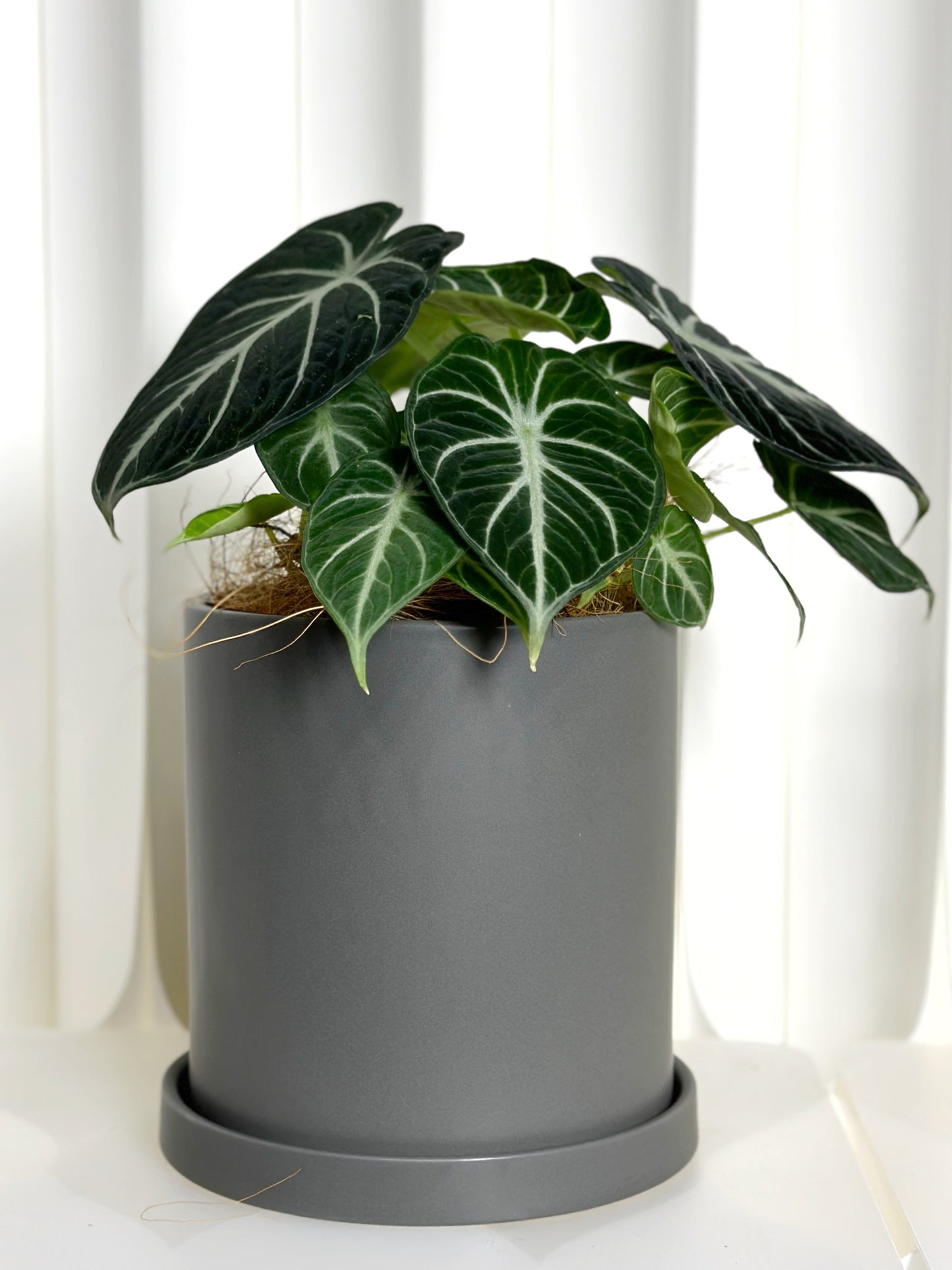 忍者海芋 | Alocasia 'Ninja'