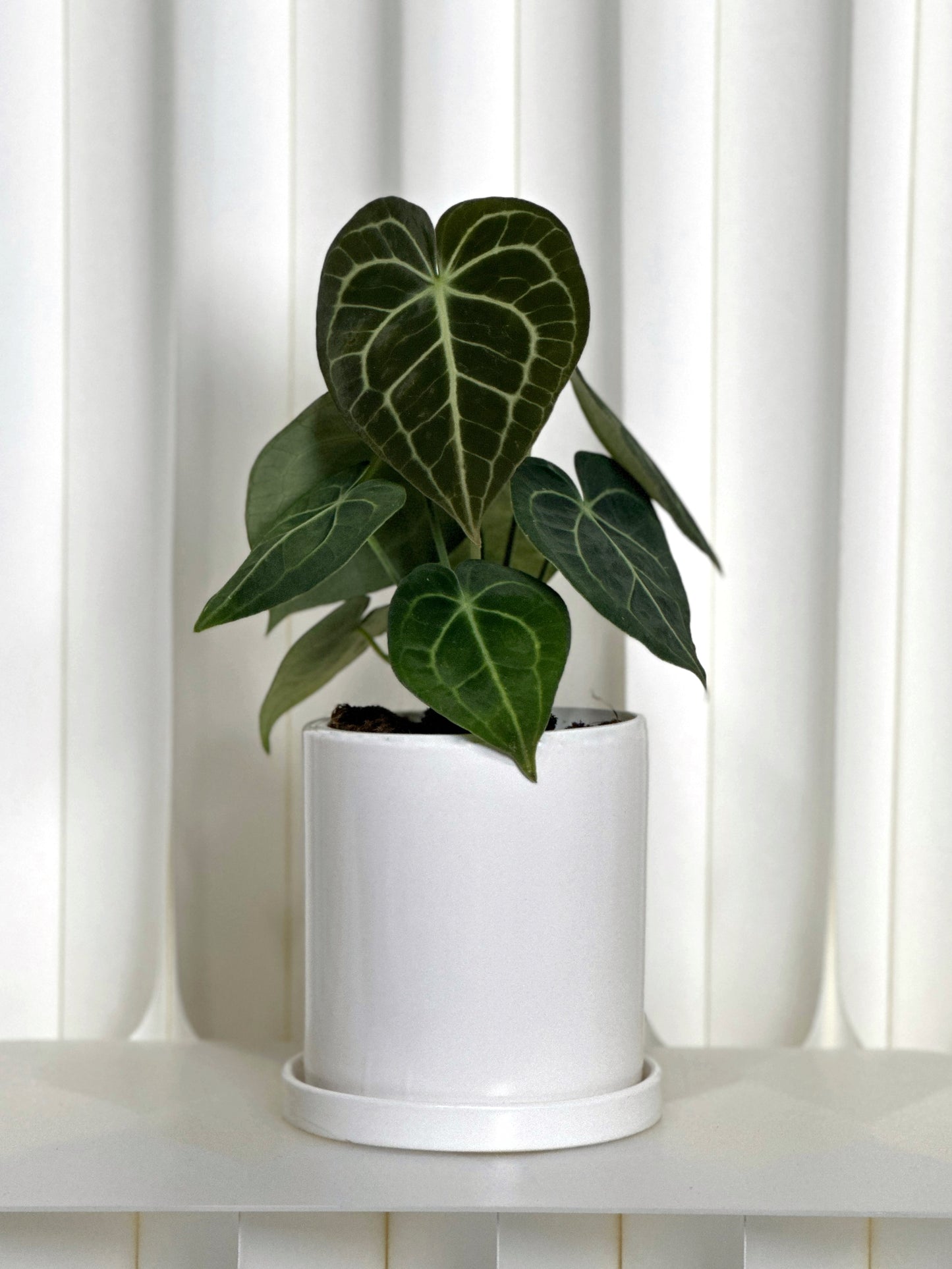 圓葉花燭|Anthurium Clarinervium