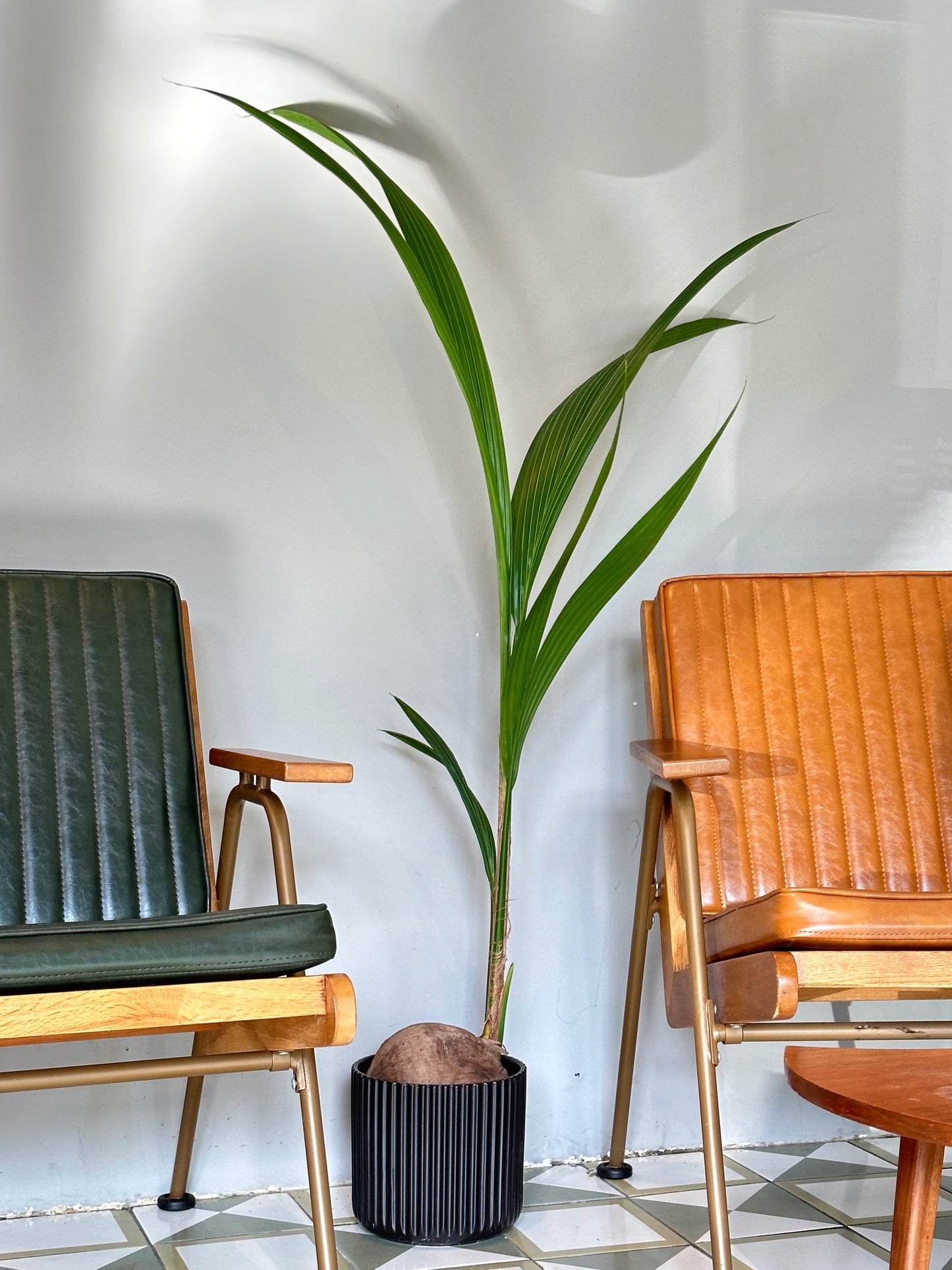 荷蘭椰子樹|Coconut Palm Tree