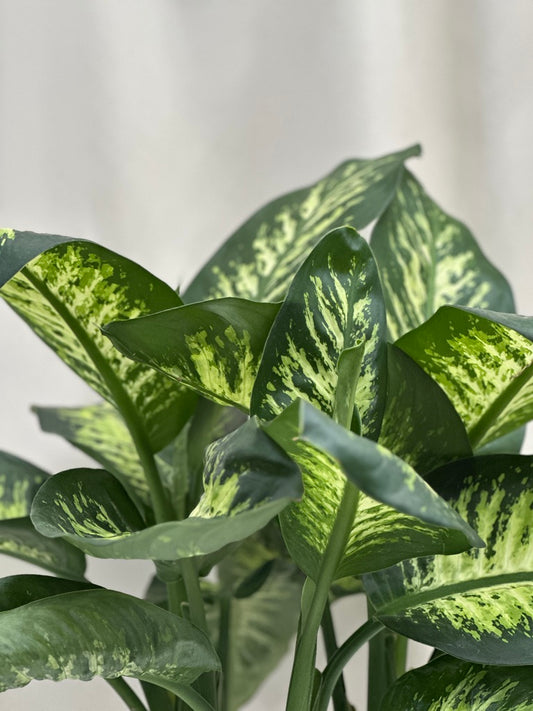大皇萬年青 | Dieffenbachia Amoena