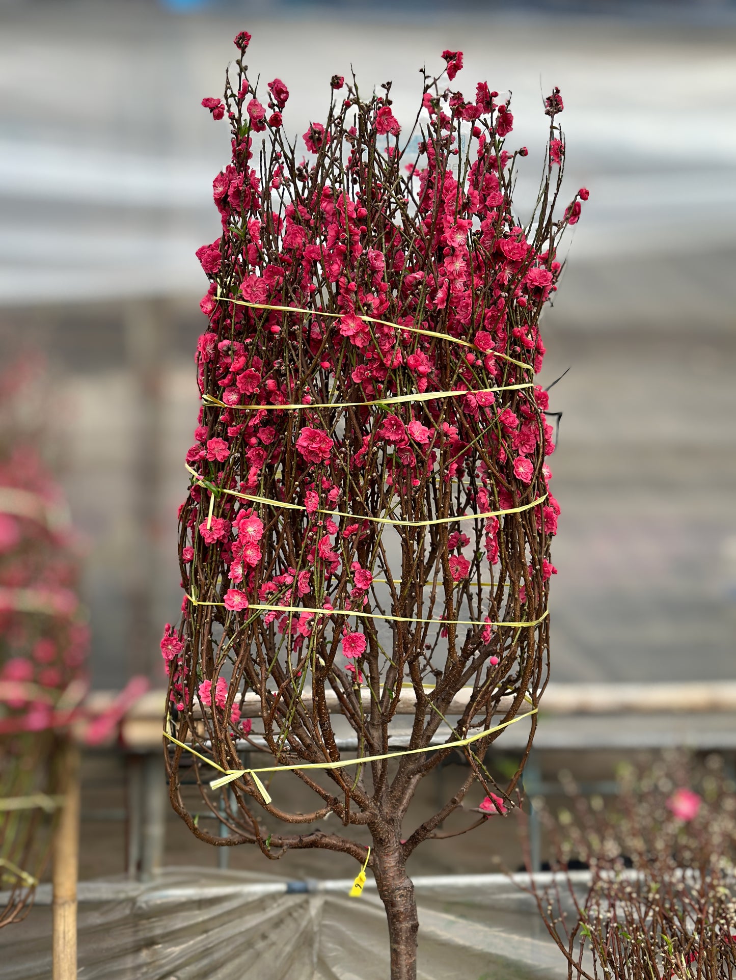 賀年桃花(預購)