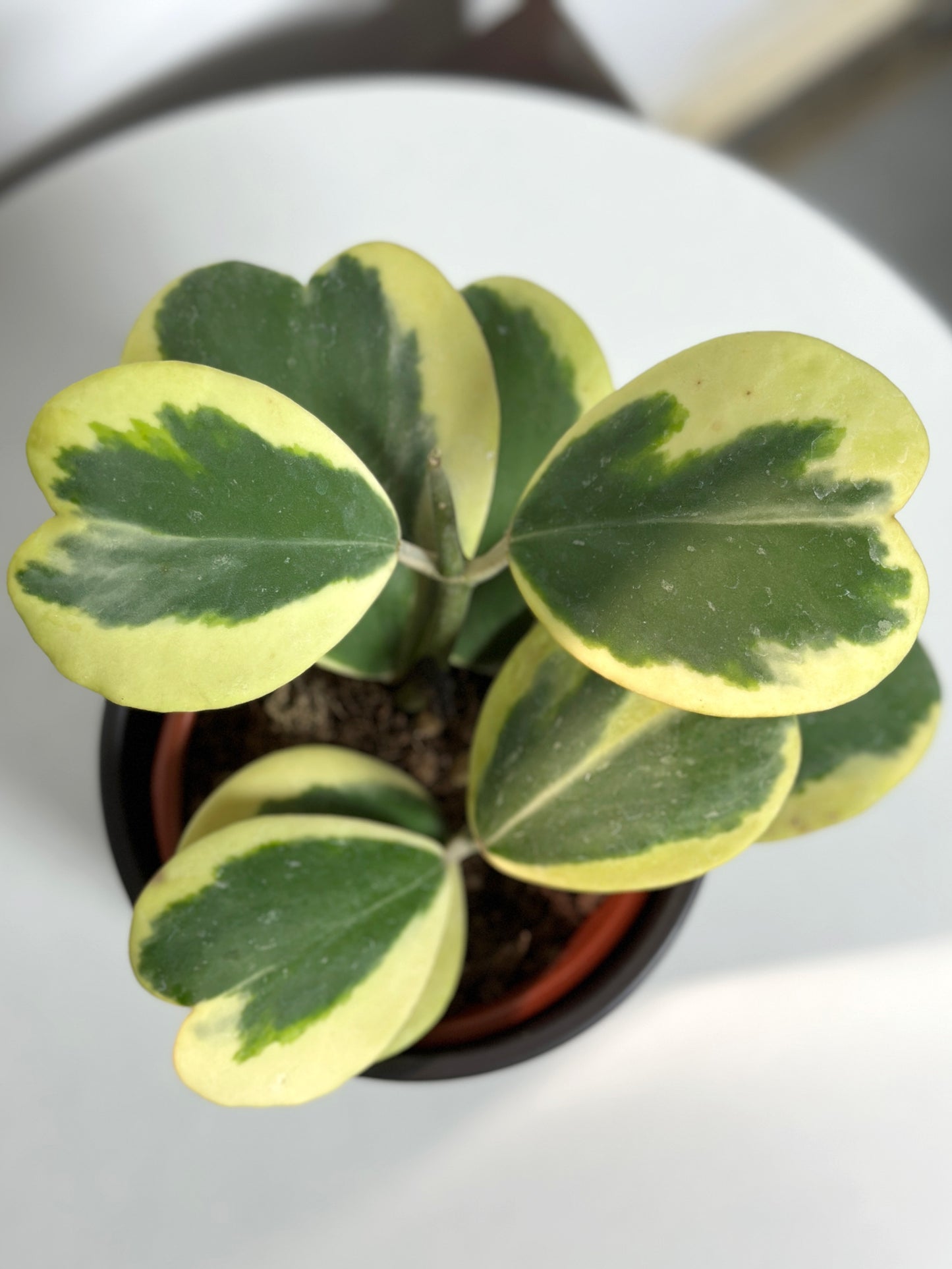 心葉球蘭 | Hoya cordata