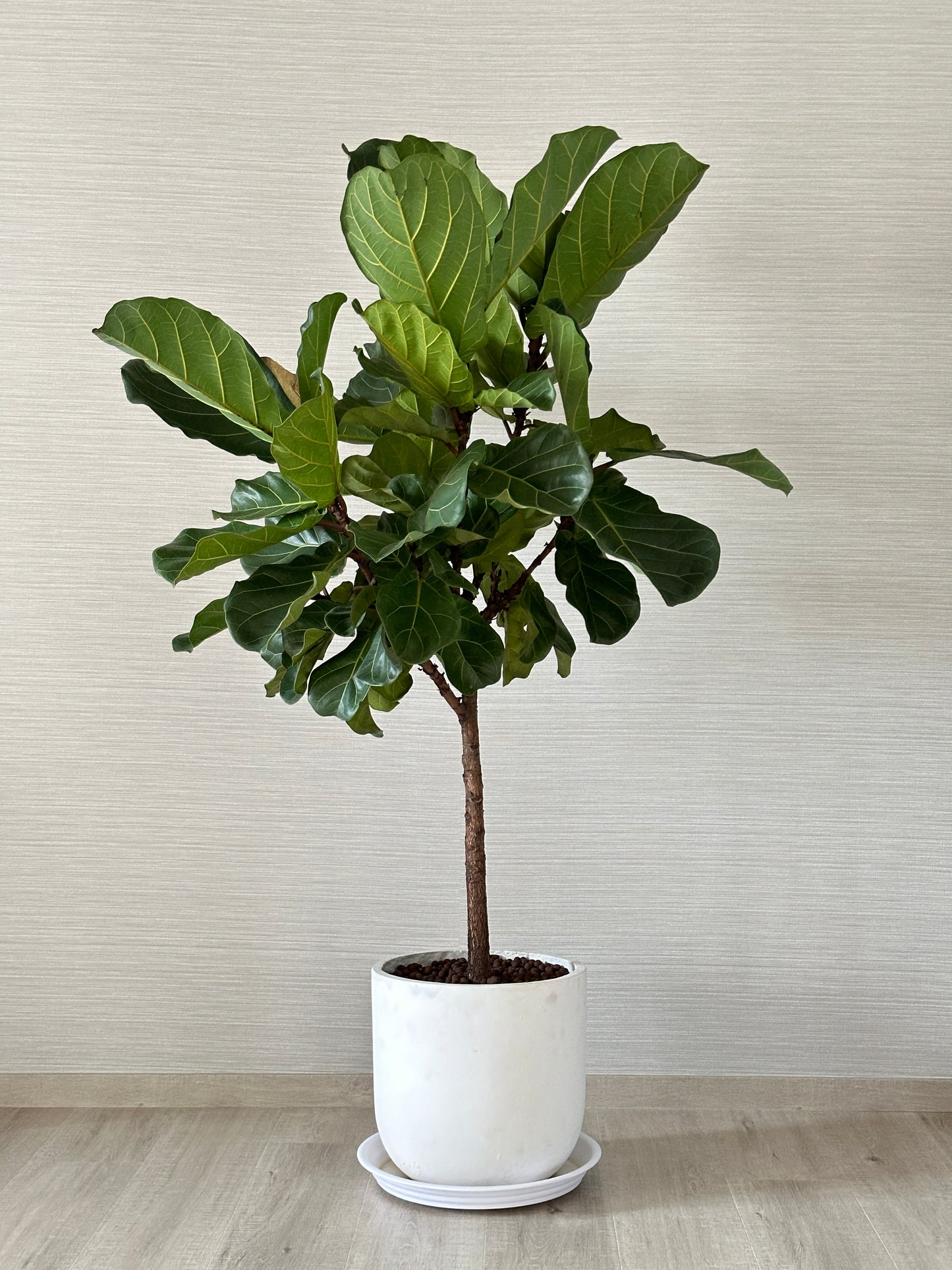 琴葉榕 | Fiddle Leaf Fig