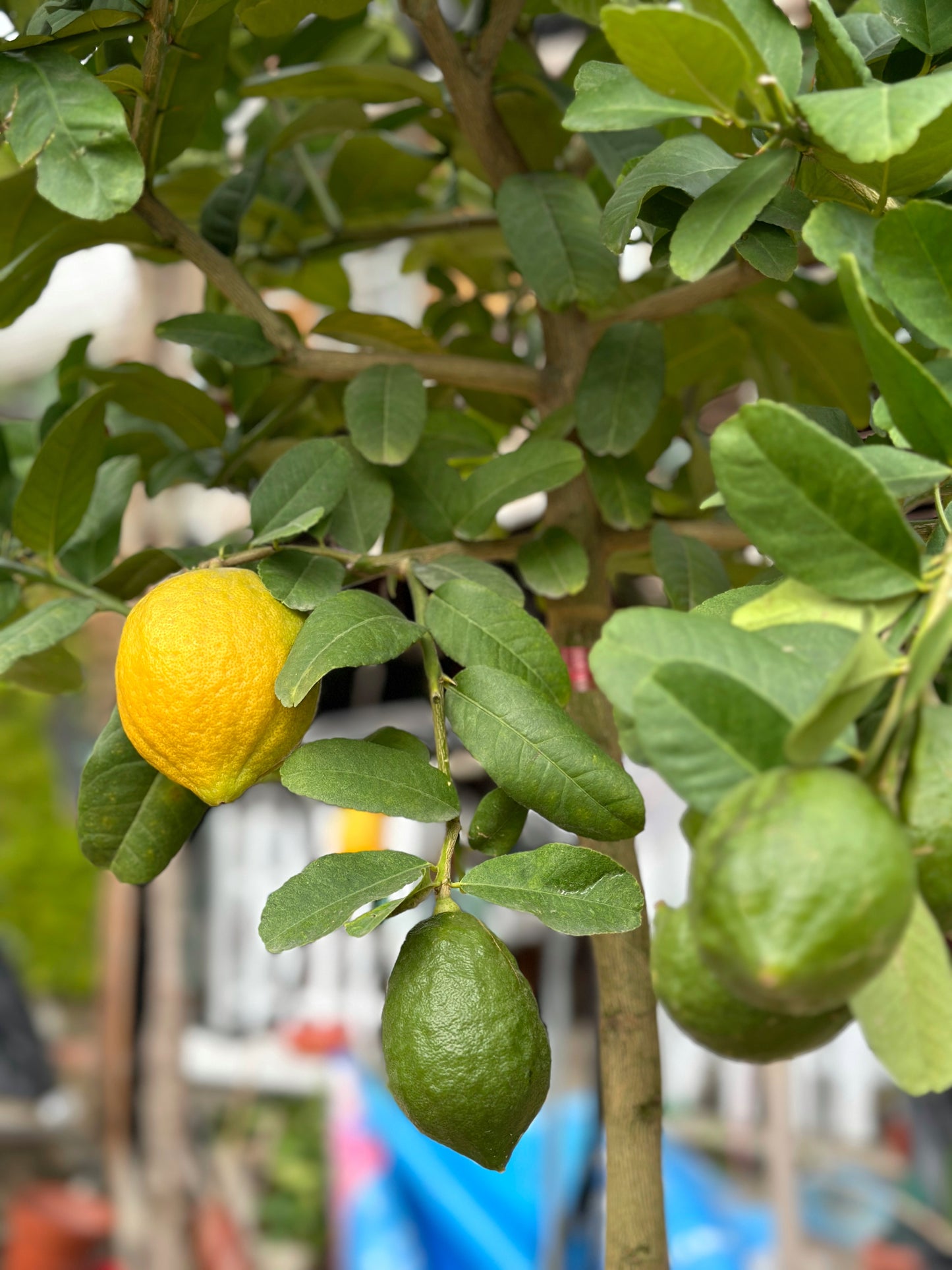 香水檸檬樹| Lemon Tree(Citrus Limon)