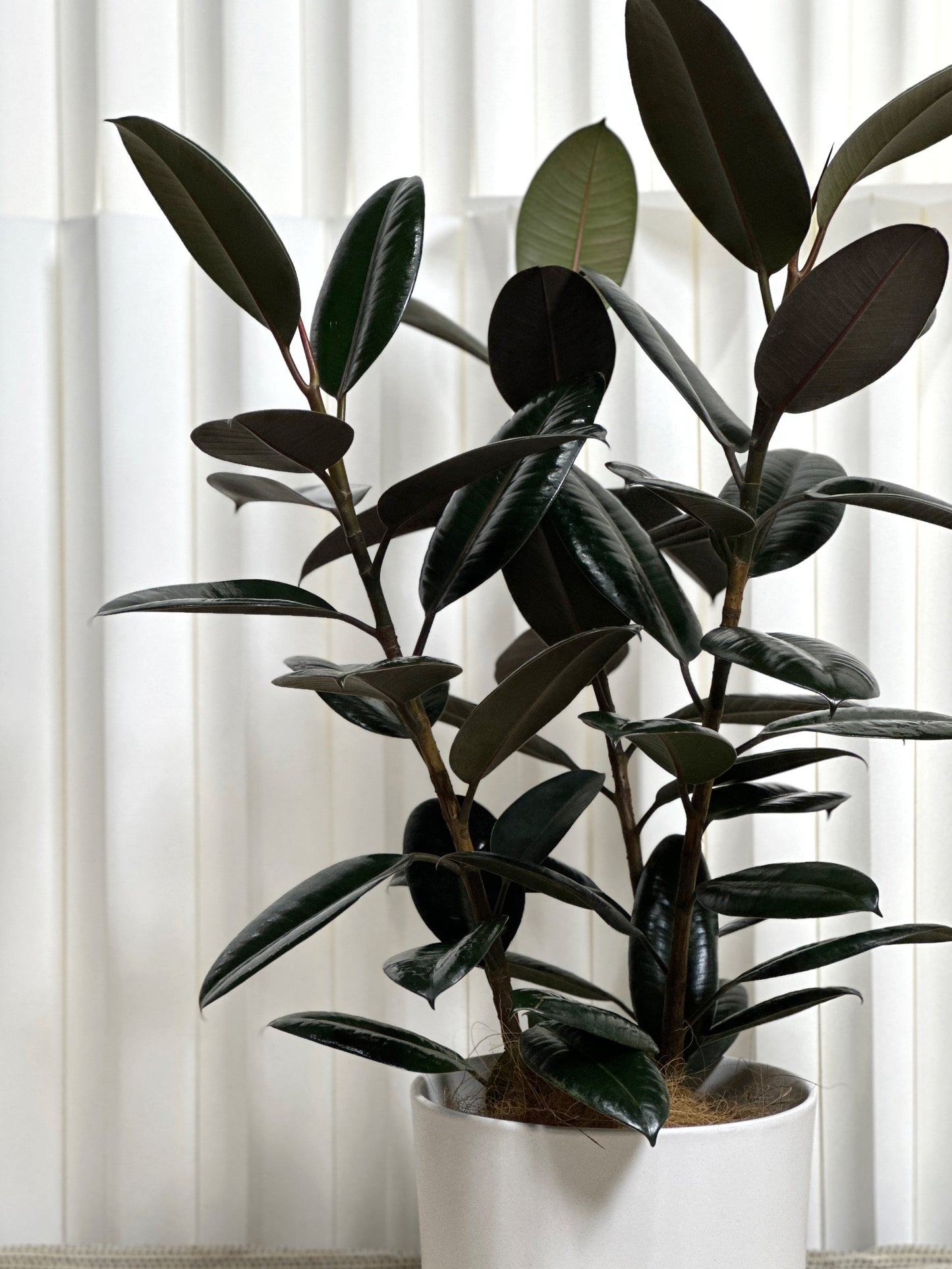 橡皮樹(中型)|Ficus Elastica Burgundy(M Size)