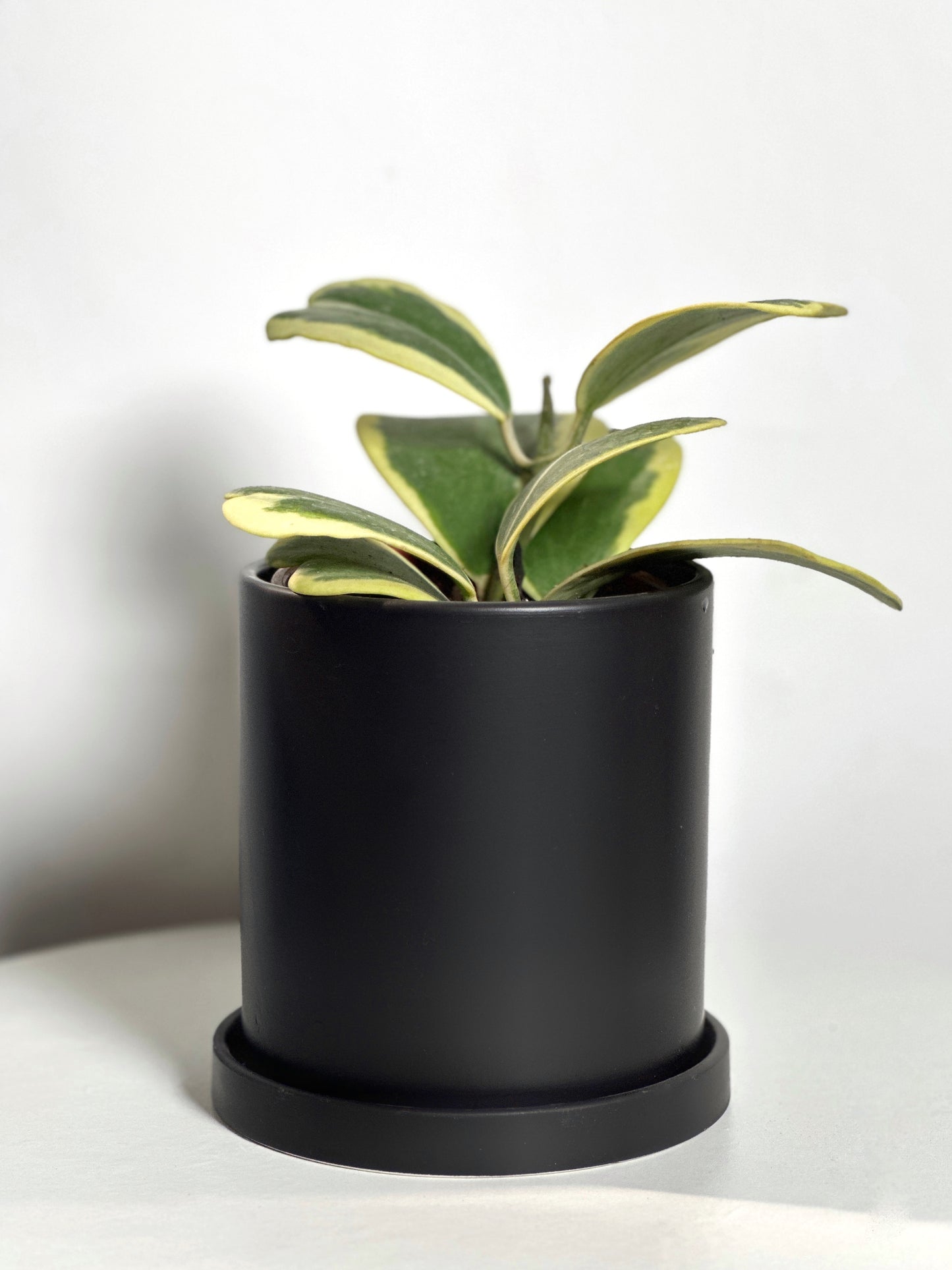 心葉球蘭 | Hoya cordata