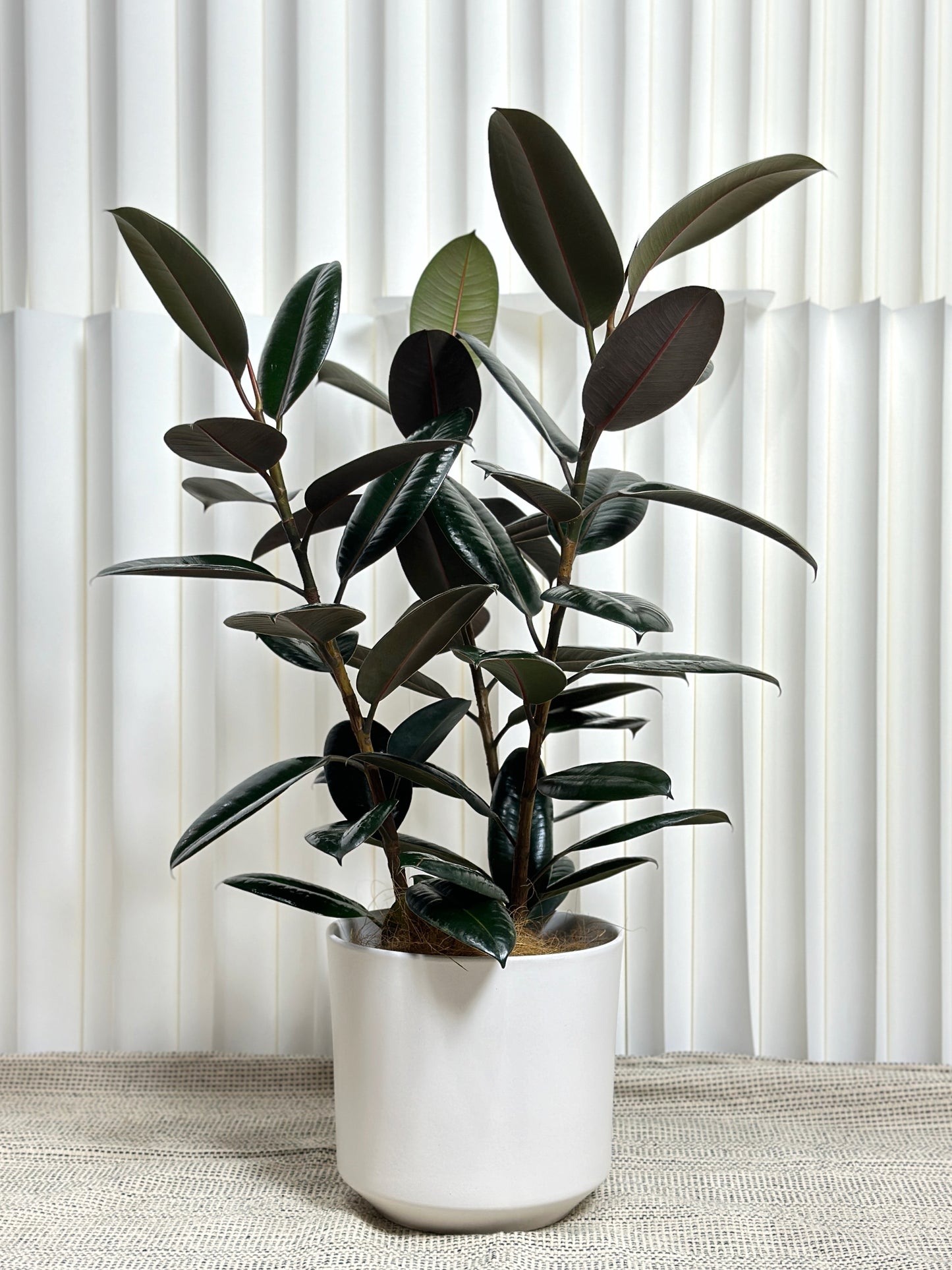 橡皮樹(中型)|Ficus Elastica Burgundy(M Size)
