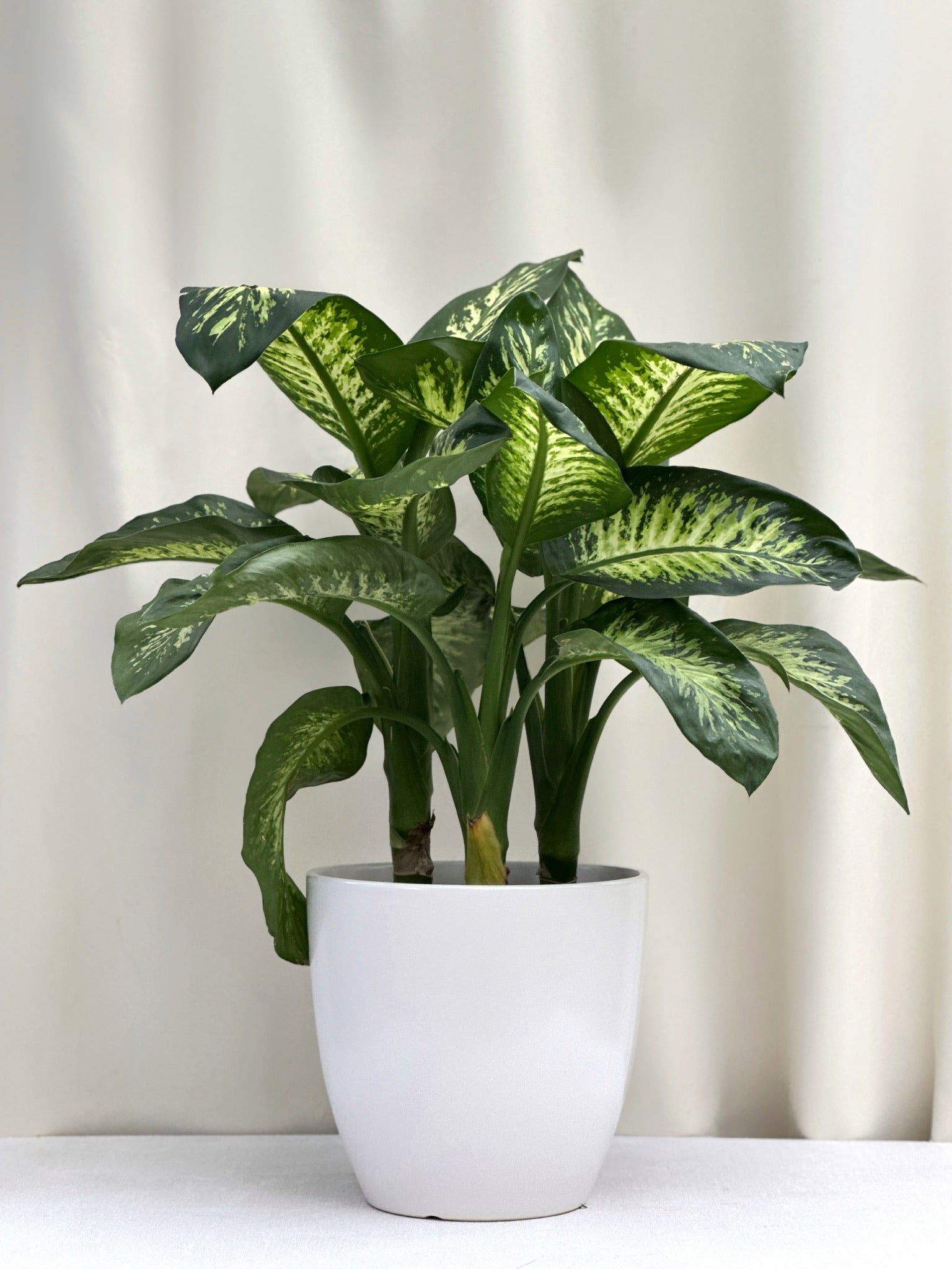 dieffenbachia reflector mature Dieffenbachia 'Reflector'