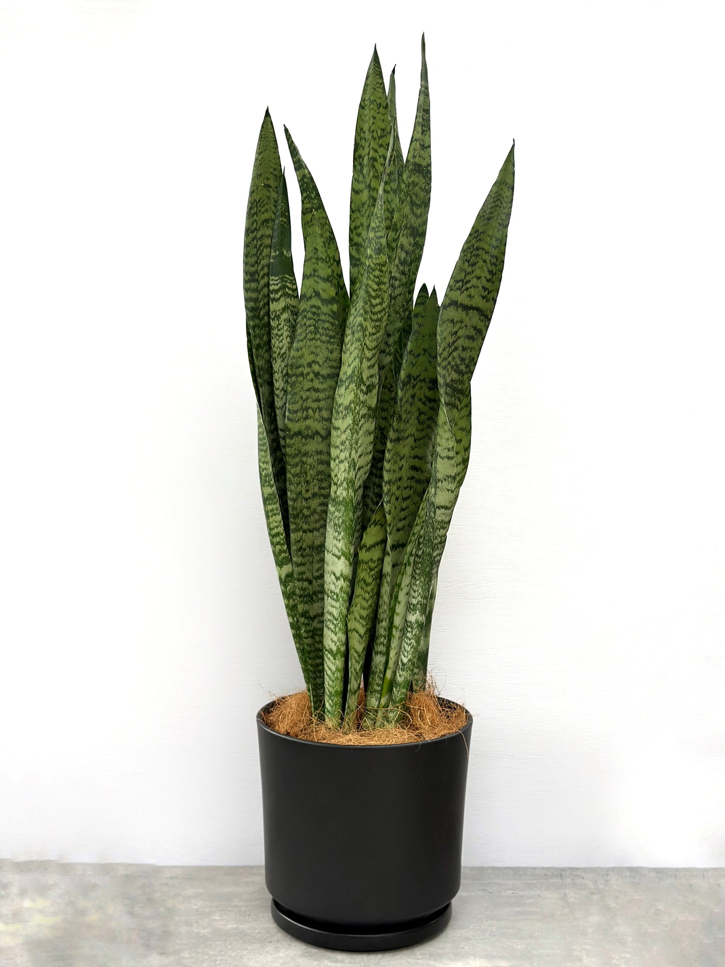 綠葉虎尾蘭(中型) | Sansevieria trifasciata(Green)