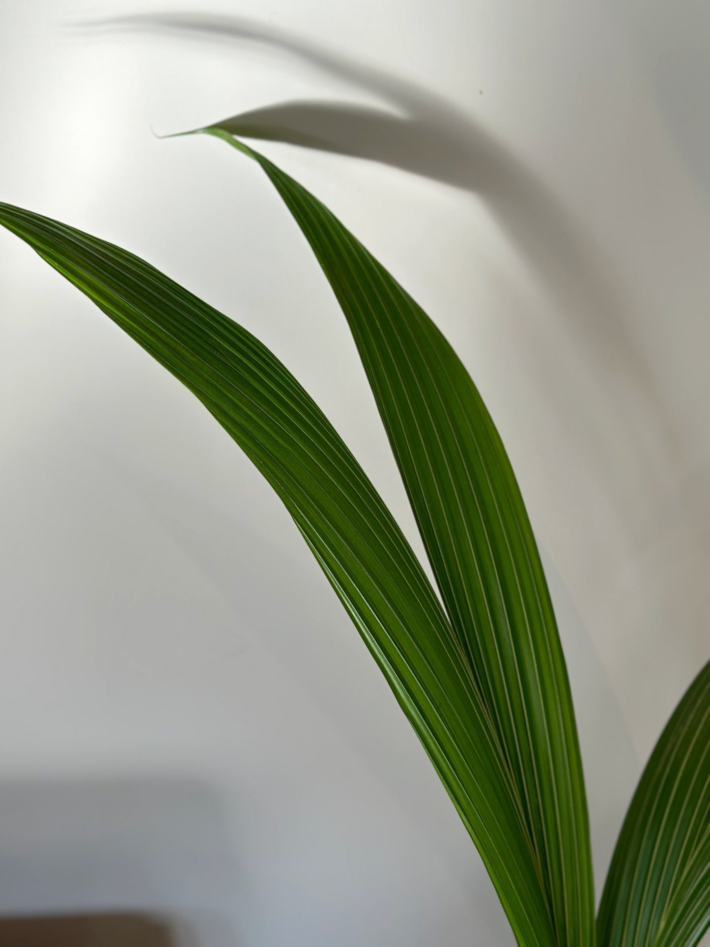 荷蘭椰子樹|Coconut Palm Tree