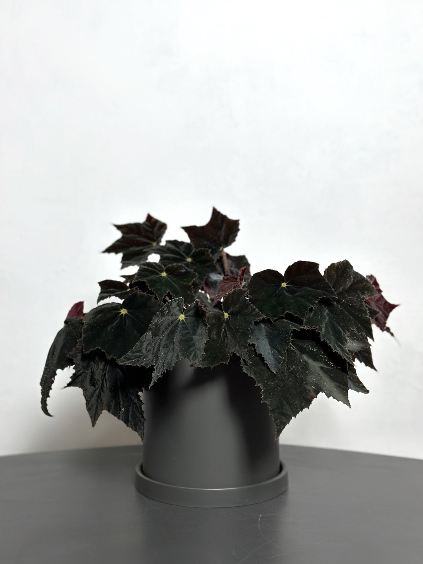 黑天鵝秋海棠 | Begonia 'Black Velvet'