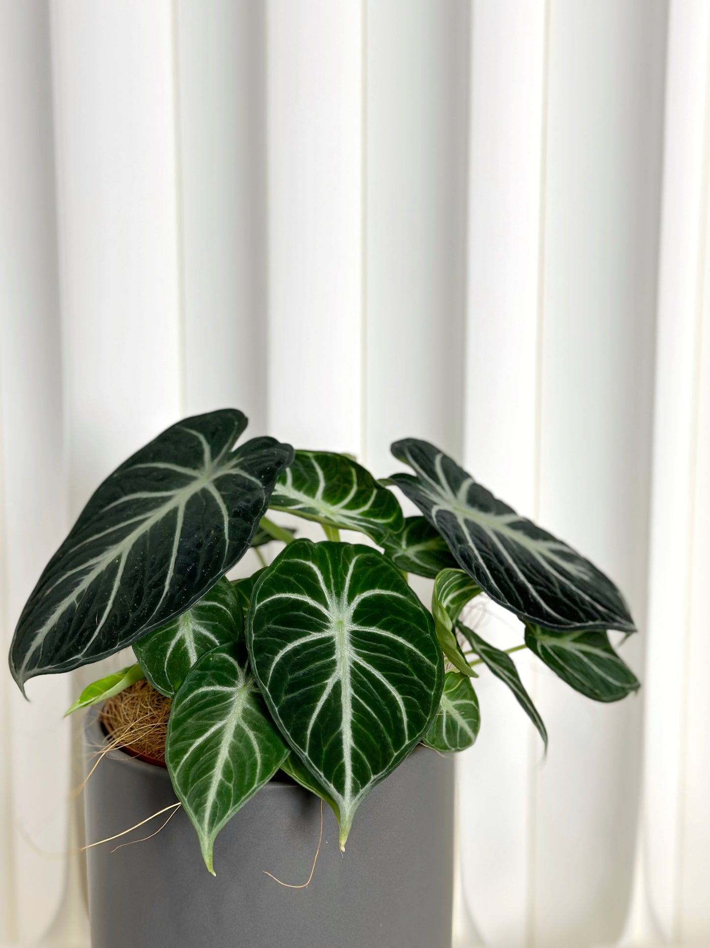 忍者海芋 | Alocasia 'Ninja'