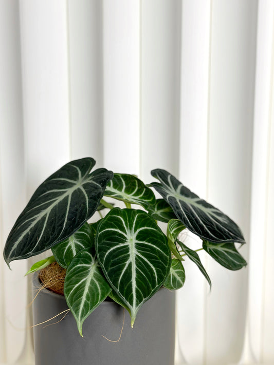 忍者海芋 | Alocasia 'Ninja'