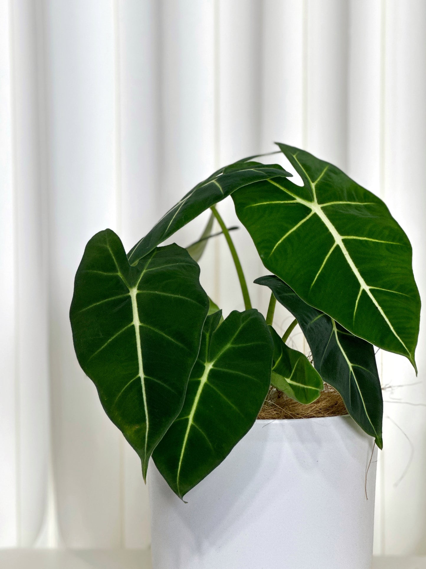 綠天鵝絨海芋 | Aglaonema 'Green Velvet'